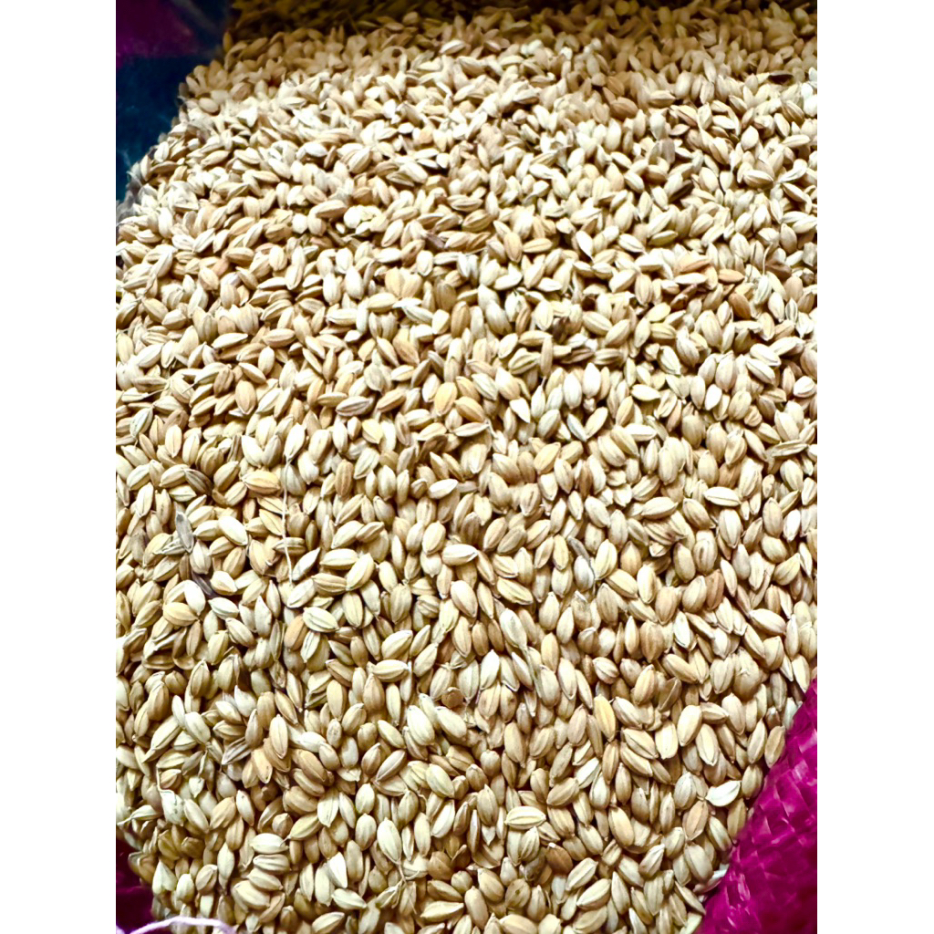Lúa cho gà ăn hạt tròn, lúa Nhật 5kg 10kg cho gà đá, gà nòi, gà tre