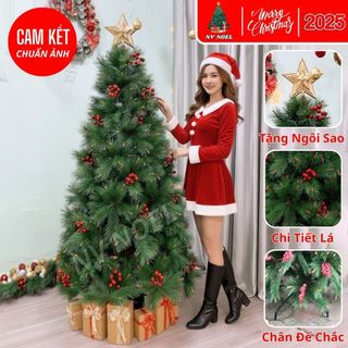  Cây Thông Noel Cao 1M5–3M Cước Đầu Vàng Gắn Trái Trang Trí Giáng Sinh Gia Đình Văn Phòng Khách Sạn 