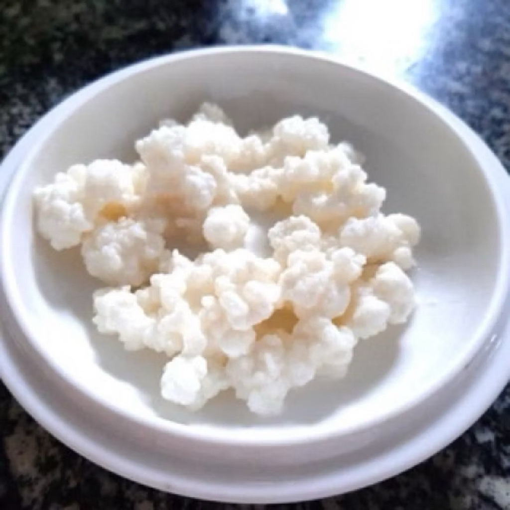 Nấm Kefir - Nấm làm sữa chua - 7gr