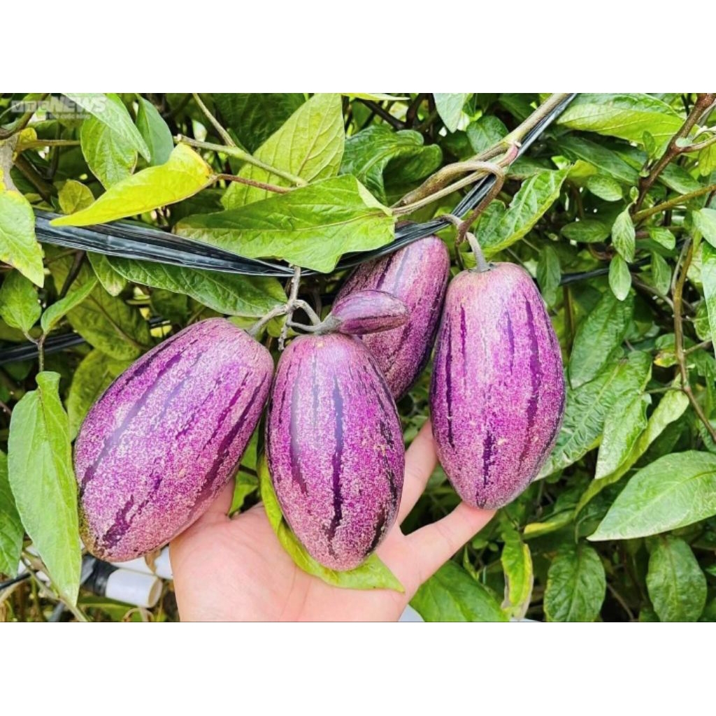 Chậu Dưa Pepino Tím – Cây Giống Ăn Trái Độc Lạ, Trái Ngọt Thanh Mát, Dễ Trồng