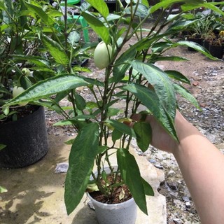 Chậu Dưa Pepino Tím – Cây Giống Ăn Trái Độc Lạ, Trái Ngọt Thanh Mát, Dễ Trồng