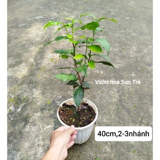 (VHST giao trong ngày) CÂY TRÀ XANH.