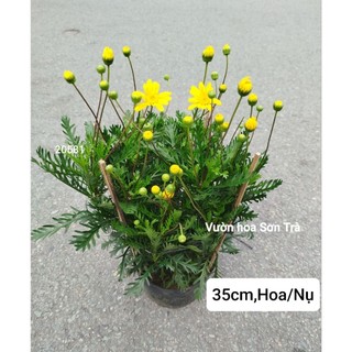 (VHST giao trong ngày) CÂY CÚC THÂN GỖ đang hoa, nhiều size.