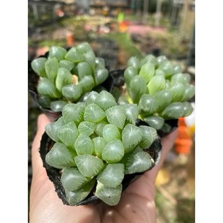 Gói 100 Hạt Giống Sen Đá Kim Cương – Cây Cảnh Mini Trang Trí, Dễ Trồng