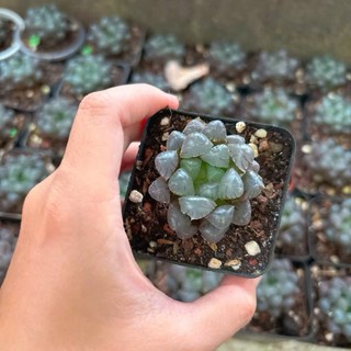 Gói 100 Hạt Giống Sen Đá Kim Cương – Cây Cảnh Mini Trang Trí, Dễ Trồng