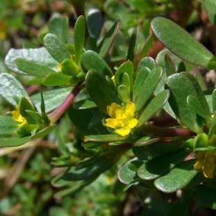 Hạt giống rau sam dễ trồng, lên mầm cao