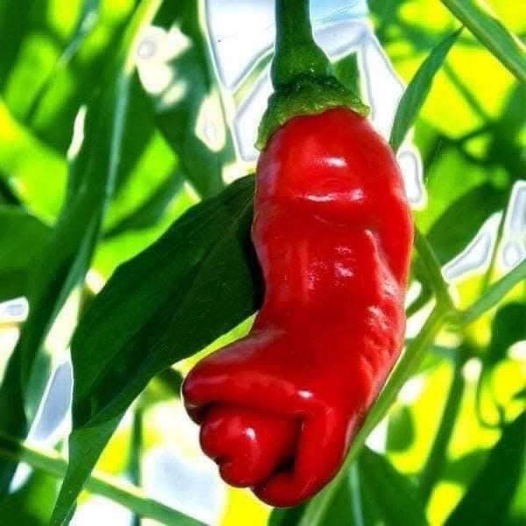 2 cây con ớt cu tý đỏ và vàng bao chuẩn giống