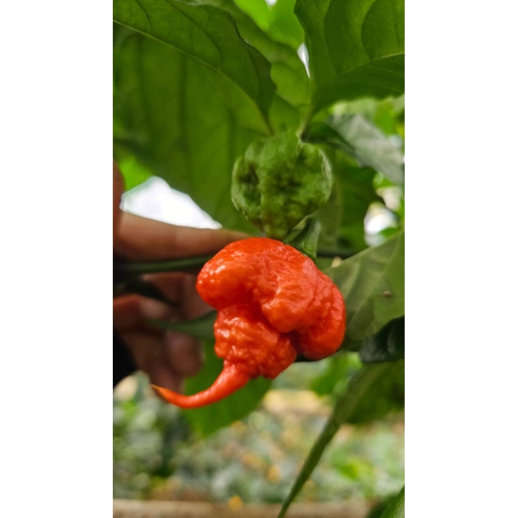 2 cây con ớt carolina đuôi bao chuẩn giống