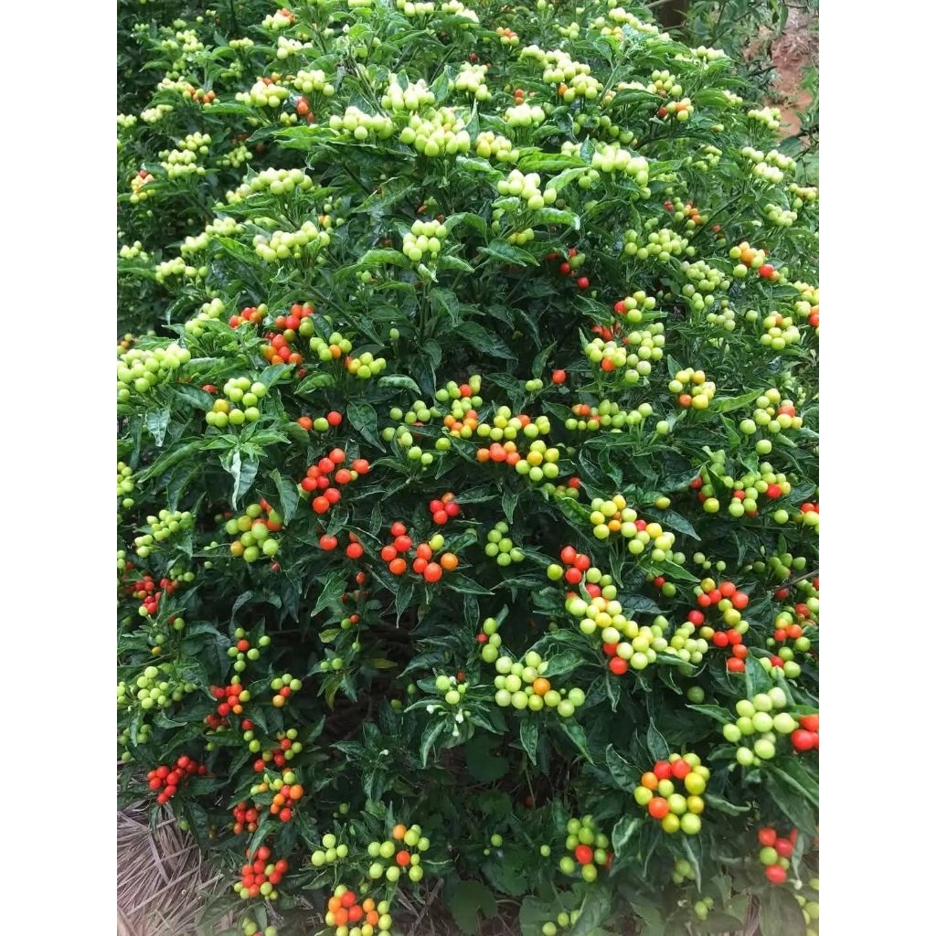 2 cây con ớt peru đỏ vàng bao chuẩn giống