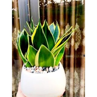 Cây lưỡi hổ lùn viền vàng