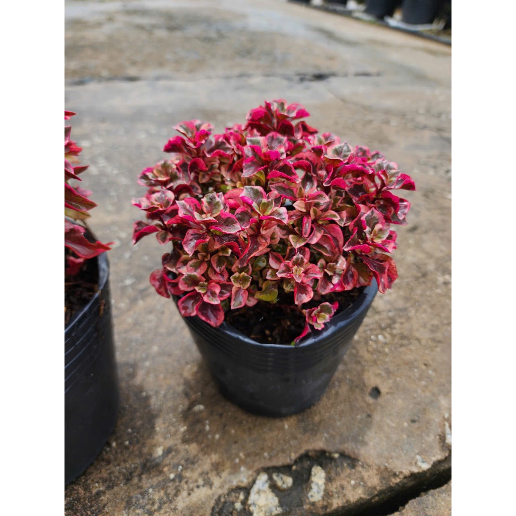 Cây Ruby – Aglaonema Ruby – Cây kiểng lá phong thủy, dễ chăm sóc, trang trí nội thất