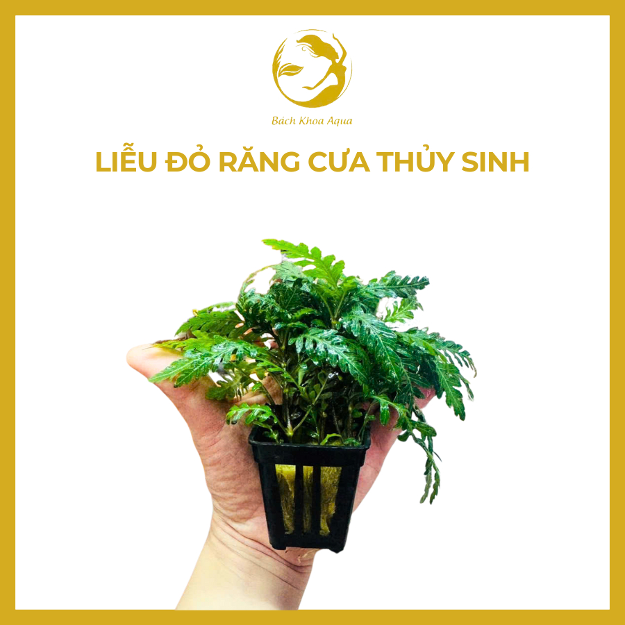 Liễu đỏ răng cưa - Cây thủy sinh