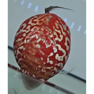 tôm trộn đông lạnh