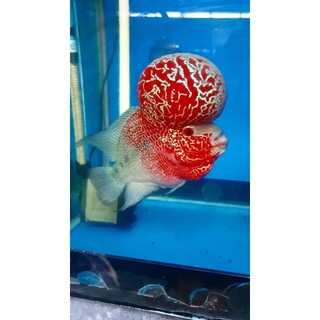 tôm trộn đông lạnh