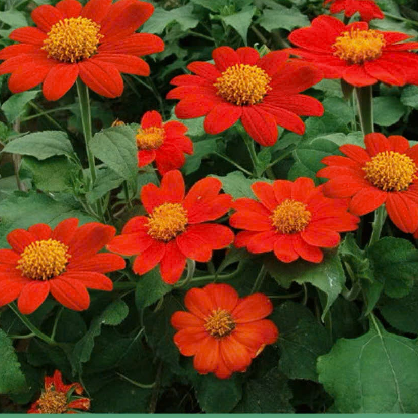 Hạt Giống Hoa Sơn Quỳ (Hướng Dương Mexico) - Gói 20 Hạt gieo trồng quanh năm