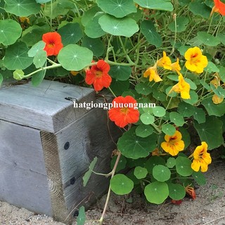 15 Hạt - Hạt Giống Hoa Sen Cạn Rũ Mix Phương Nam