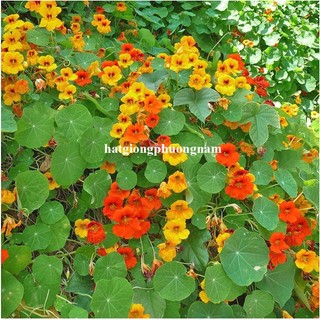 15 Hạt - Hạt Giống Hoa Sen Cạn Rũ Mix Phương Nam