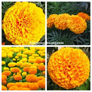 0,5 Gram - Hạt Giống Hoa Vạn Thọ Mỹ Phương Nam