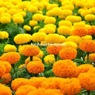 0,5 Gram - Hạt Giống Hoa Vạn Thọ Mỹ Phương Nam