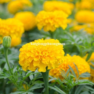 0,5 Gram - Hạt Giống Hoa Vạn Thọ Mỹ Phương Nam