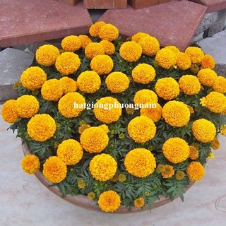 0,5 Gram - Hạt Giống Hoa Vạn Thọ Mỹ Phương Nam