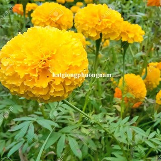 0,5 Gram - Hạt Giống Hoa Vạn Thọ Mỹ Phương Nam