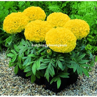 0,5 Gram - Hạt Giống Hoa Vạn Thọ Mỹ Phương Nam