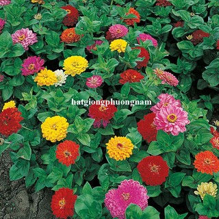1 Gram - Hạt Giống Hoa Cúc Lá Nhám Mix Phương Nam