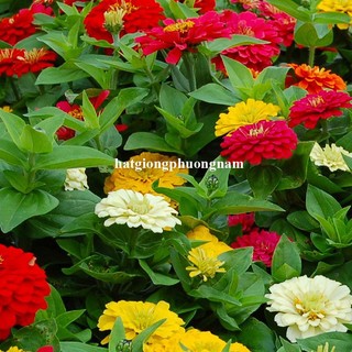 1 Gram - Hạt Giống Hoa Cúc Lá Nhám Mix Phương Nam