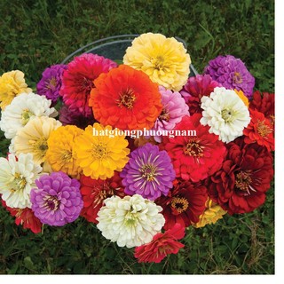 1 Gram - Hạt Giống Hoa Cúc Lá Nhám Mix Phương Nam
