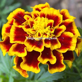 Hạt Giống Hoa Vạn Thọ Ban Mai Pháp Phương Nam