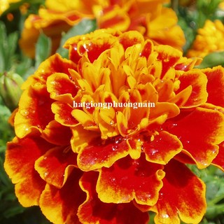 Hạt Giống Hoa Vạn Thọ Ban Mai Pháp Phương Nam