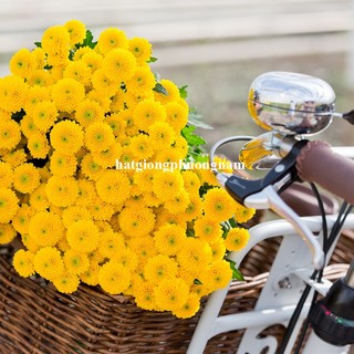 100 Hạt - Hạt Giống Hoa Cúc Mini Vàng Phương Nam