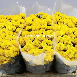 100 Hạt - Hạt Giống Hoa Cúc Mini Vàng Phương Nam