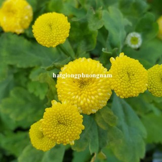 100 Hạt - Hạt Giống Hoa Cúc Mini Vàng Phương Nam