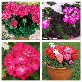 10 Hạt  - Hạt Giống Hoa Phong Lữ Thảo Mix Phương Nam