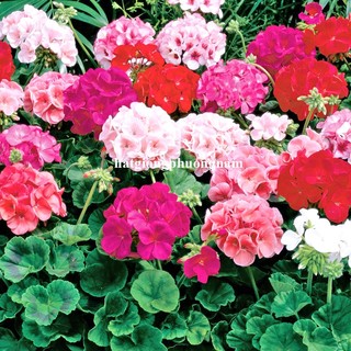 10 Hạt  - Hạt Giống Hoa Phong Lữ Thảo Mix Phương Nam