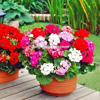 10 Hạt  - Hạt Giống Hoa Phong Lữ Thảo Mix Phương Nam