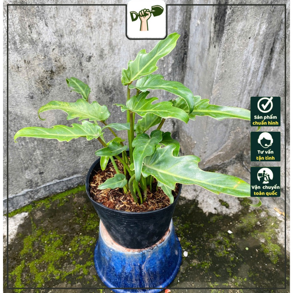 Chậu cây Trầu Bà Chân Vịt (Size nhỏ) - Caotổng thể tầm 20-30 cm - Kiểng lá đặc biệt và sang trọng!