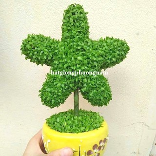 2 Gram - Hạt Giống May Mắn Phương Nam