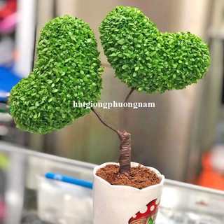 2 Gram - Hạt Giống May Mắn Phương Nam