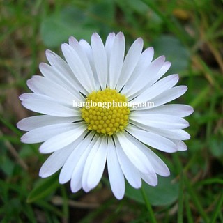 0,5 Gram - Hạt Giống Hoa Cúc Họa Mi Phương Nam