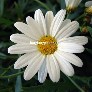 0,5 Gram - Hạt Giống Hoa Cúc Họa Mi Phương Nam