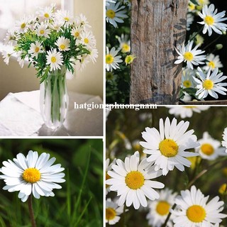 0,5 Gram - Hạt Giống Hoa Cúc Họa Mi Phương Nam