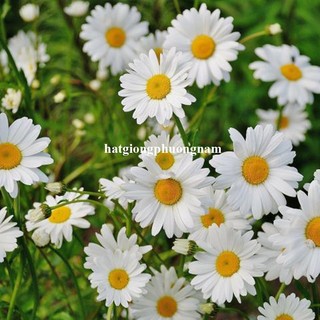 0,5 Gram - Hạt Giống Hoa Cúc Họa Mi Phương Nam