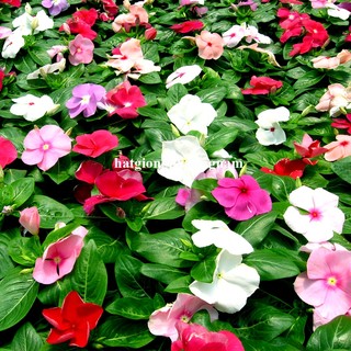 Hạt Giống Hoa Dừa Cạn Đứng Mix Phương Nam