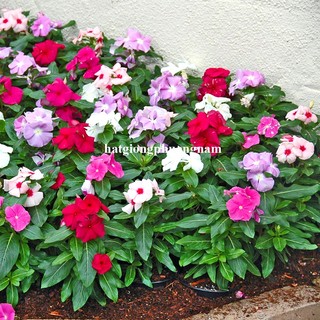 Hạt Giống Hoa Dừa Cạn Đứng Mix Phương Nam