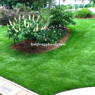 10 Gram - Hạt Giống Cỏ Nhung Nhật Phương Nam