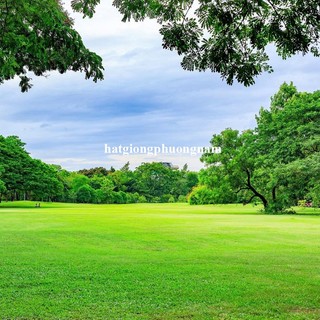 10 Gram - Hạt Giống Cỏ Nhung Nhật Phương Nam