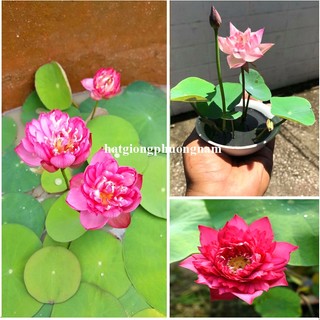 10 Hạt - Hạt Giống Hoa Sen Mini Nhật Mix Phương Nam